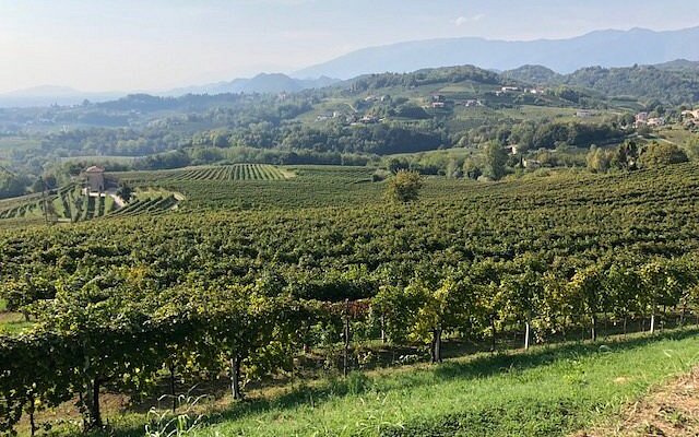 Paesaggio vitivinicolo del Felettano